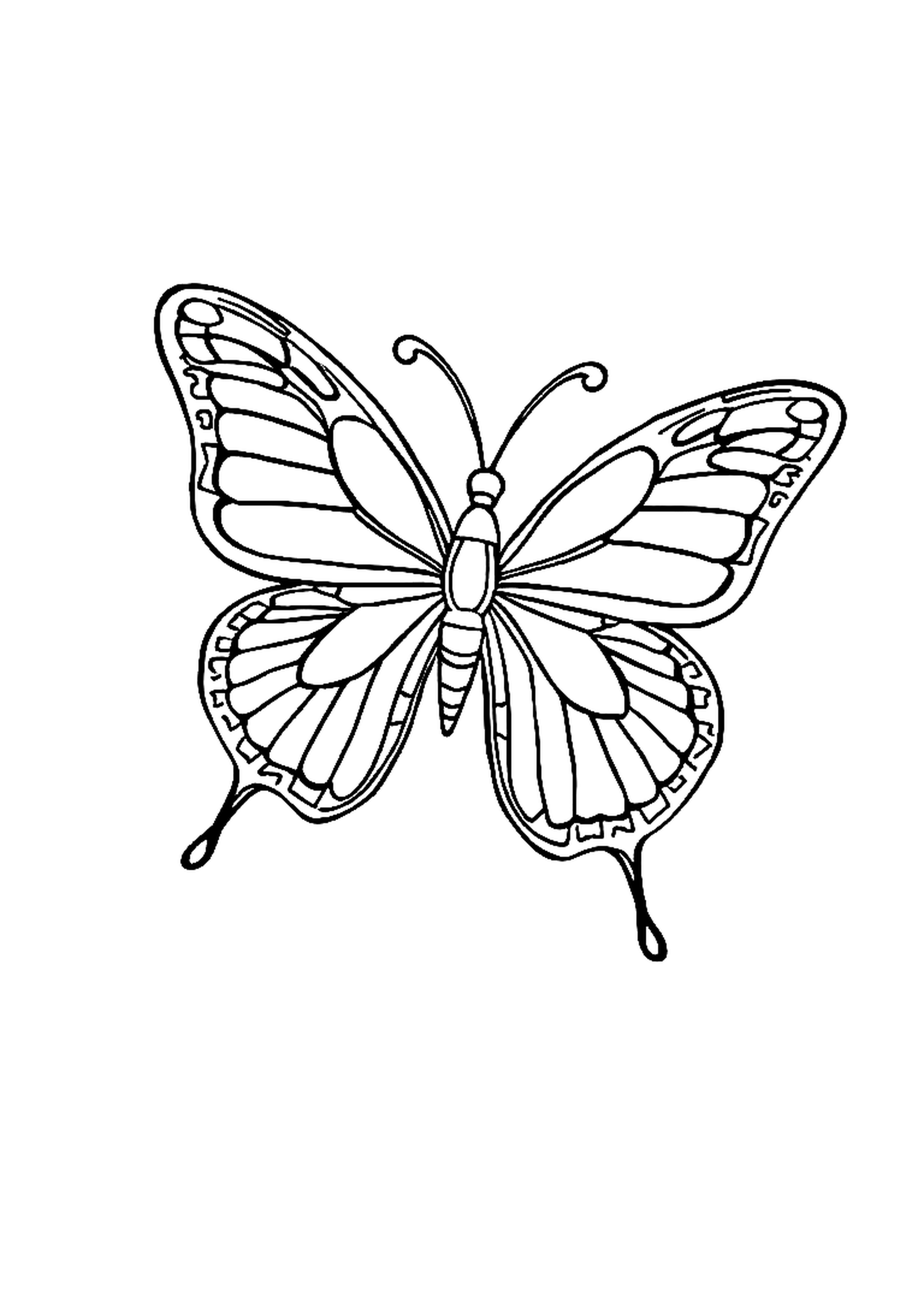 Butterfly with large detailed symmetrical wings spread open