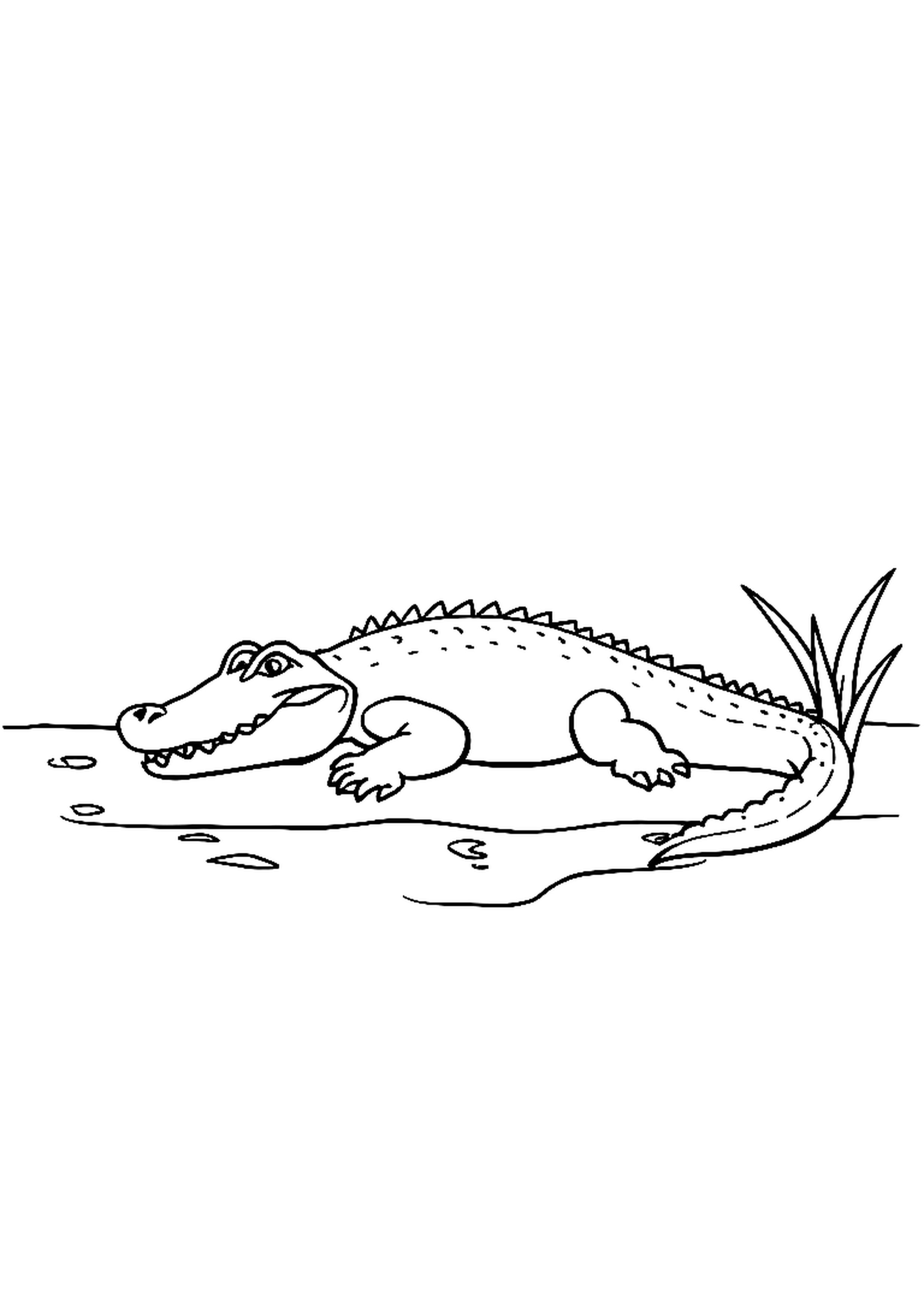 Crocodile with open jaws showing teeth in a river