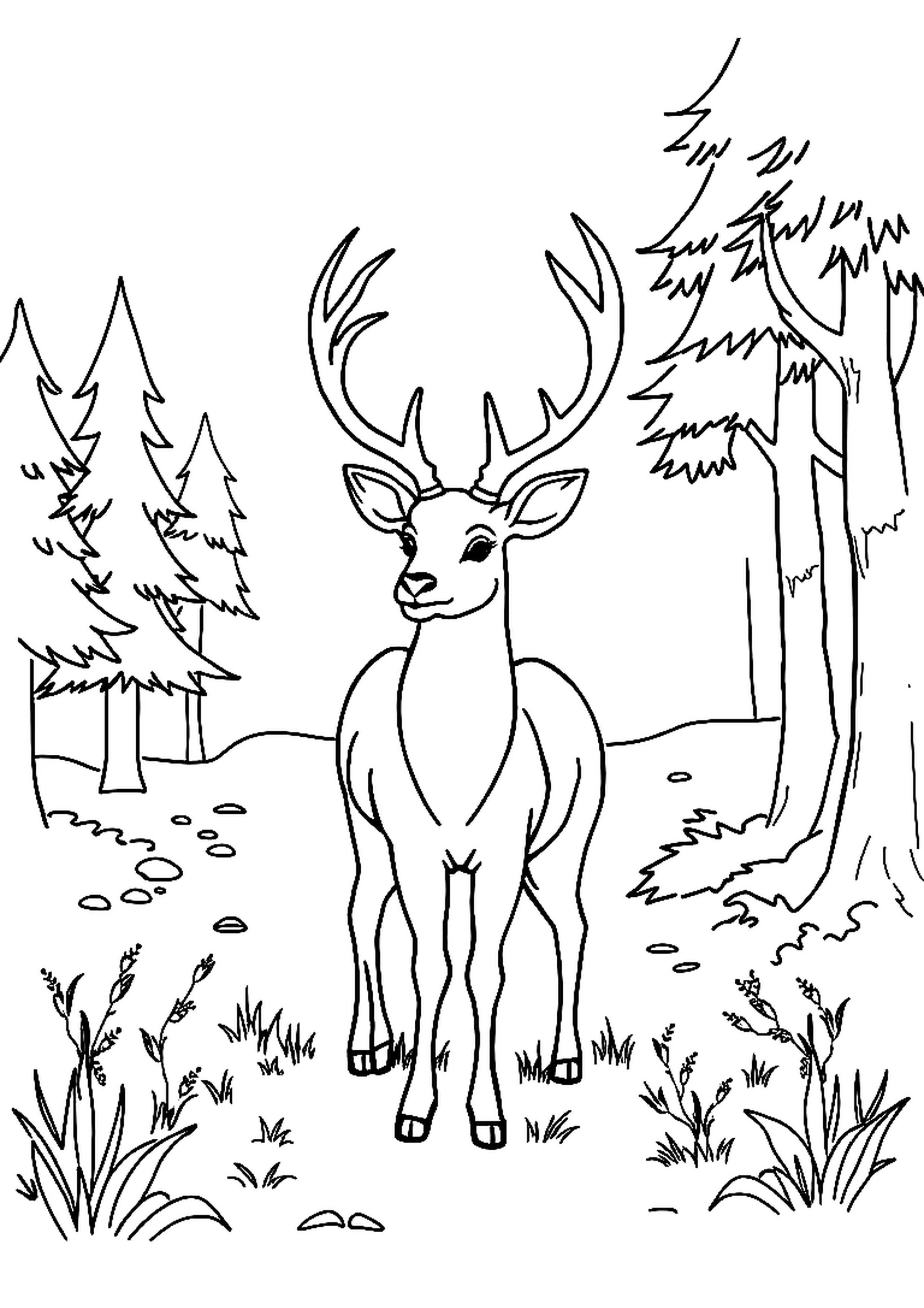 Deer with antlers standing in a woodland clearing
