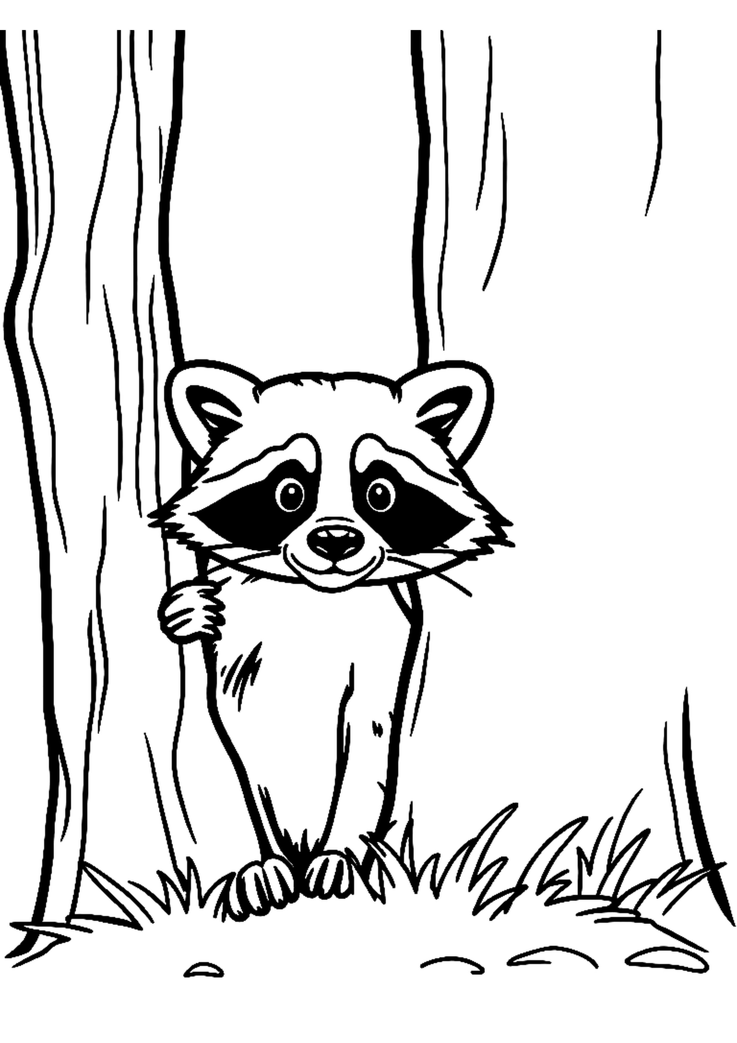 Raccoon peeking out from a hollow in a tree trunk