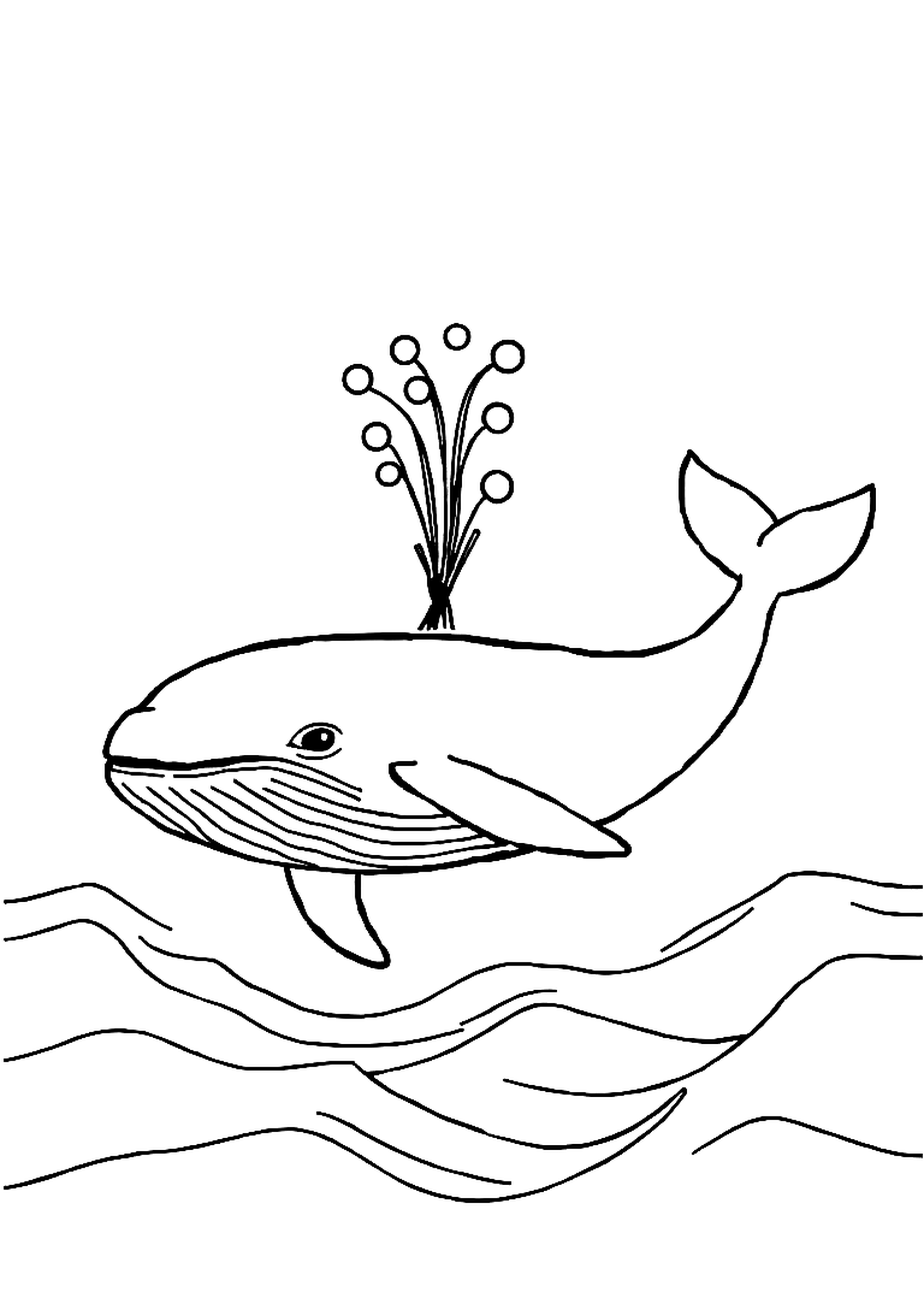 Large whale spouting water from its blowhole in the ocean