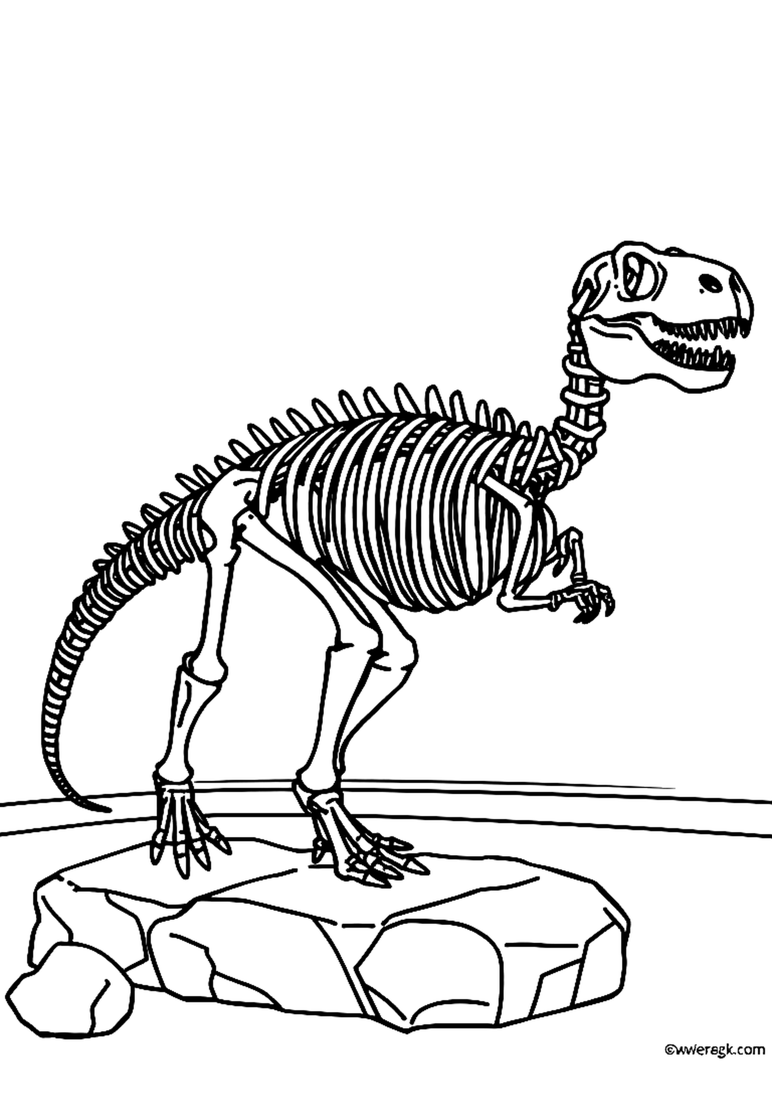 T-Rex dinosaur skeleton assembled bone by bone