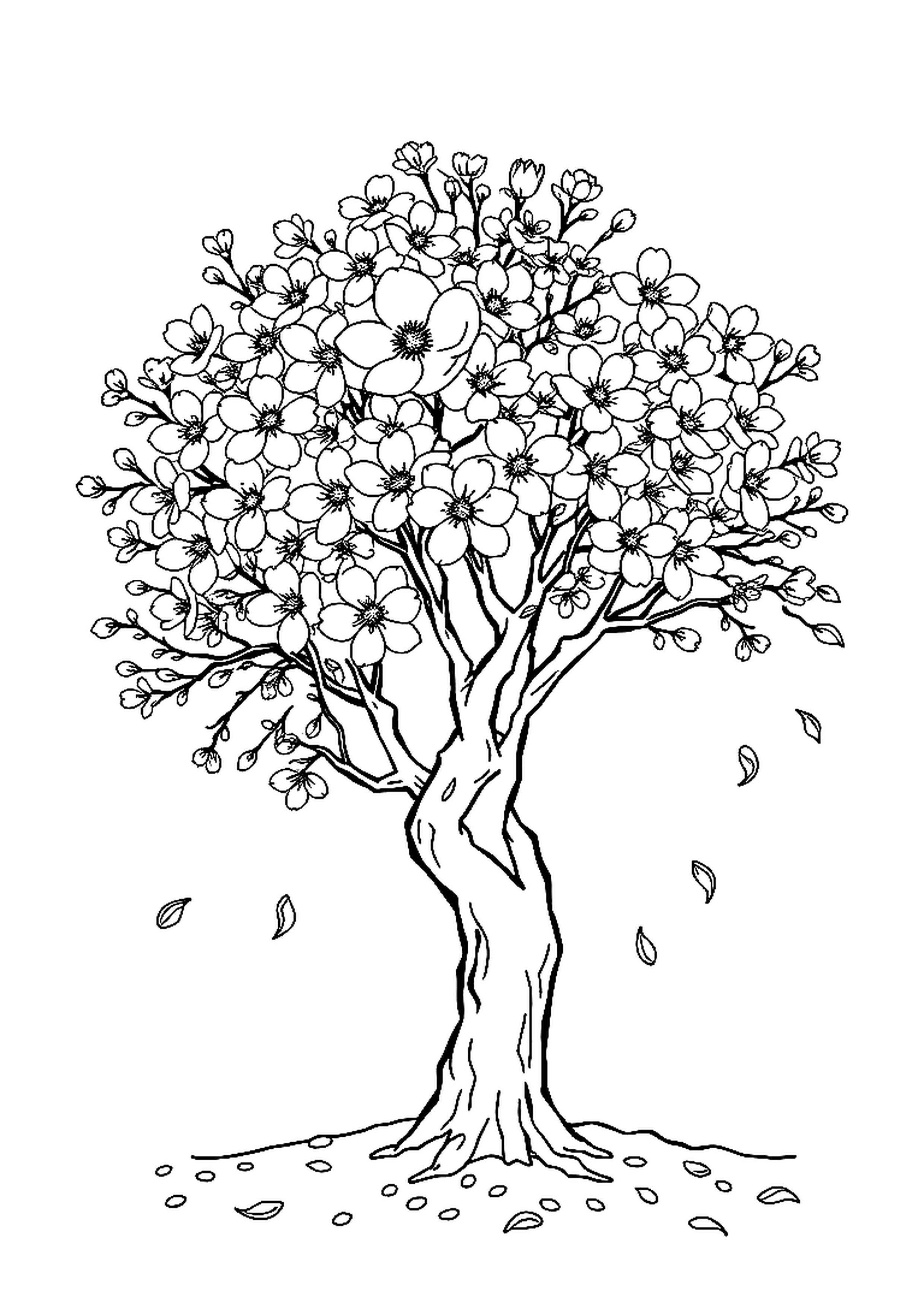 Cherry blossom tree in full bloom with pink flowers