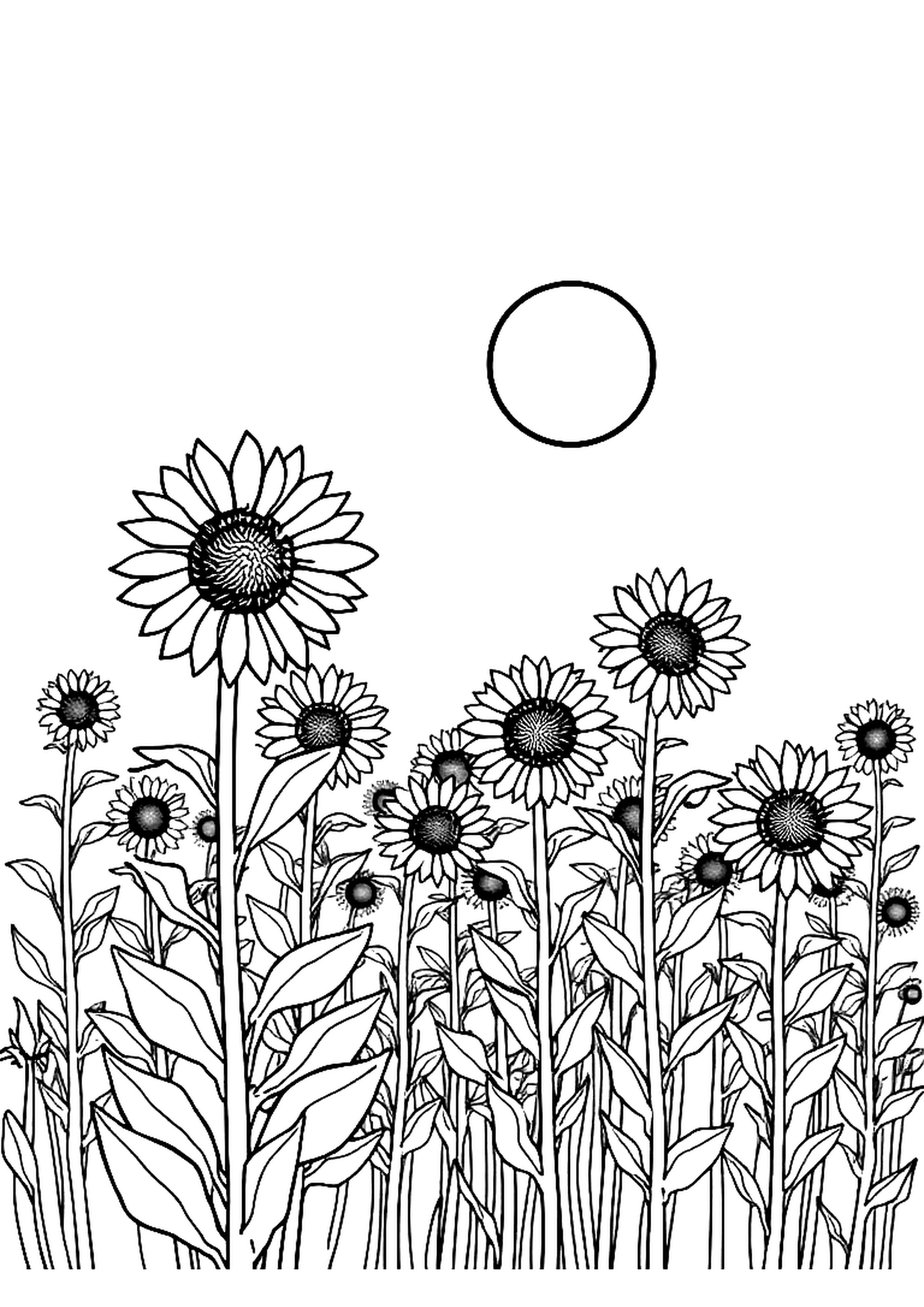 Field of tall sunflowers facing the sun on a summer day
